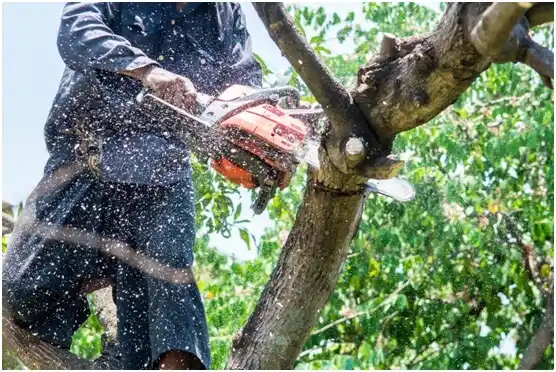 tree services Edmond